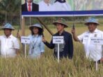 Rachmat Gobel Dorong Petani Padi Gorontalo Gunakan Pupuk Organik