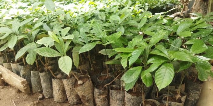 Tiga Jenis Tanaman Jadi Prioritas RHL di Desa Ilomata