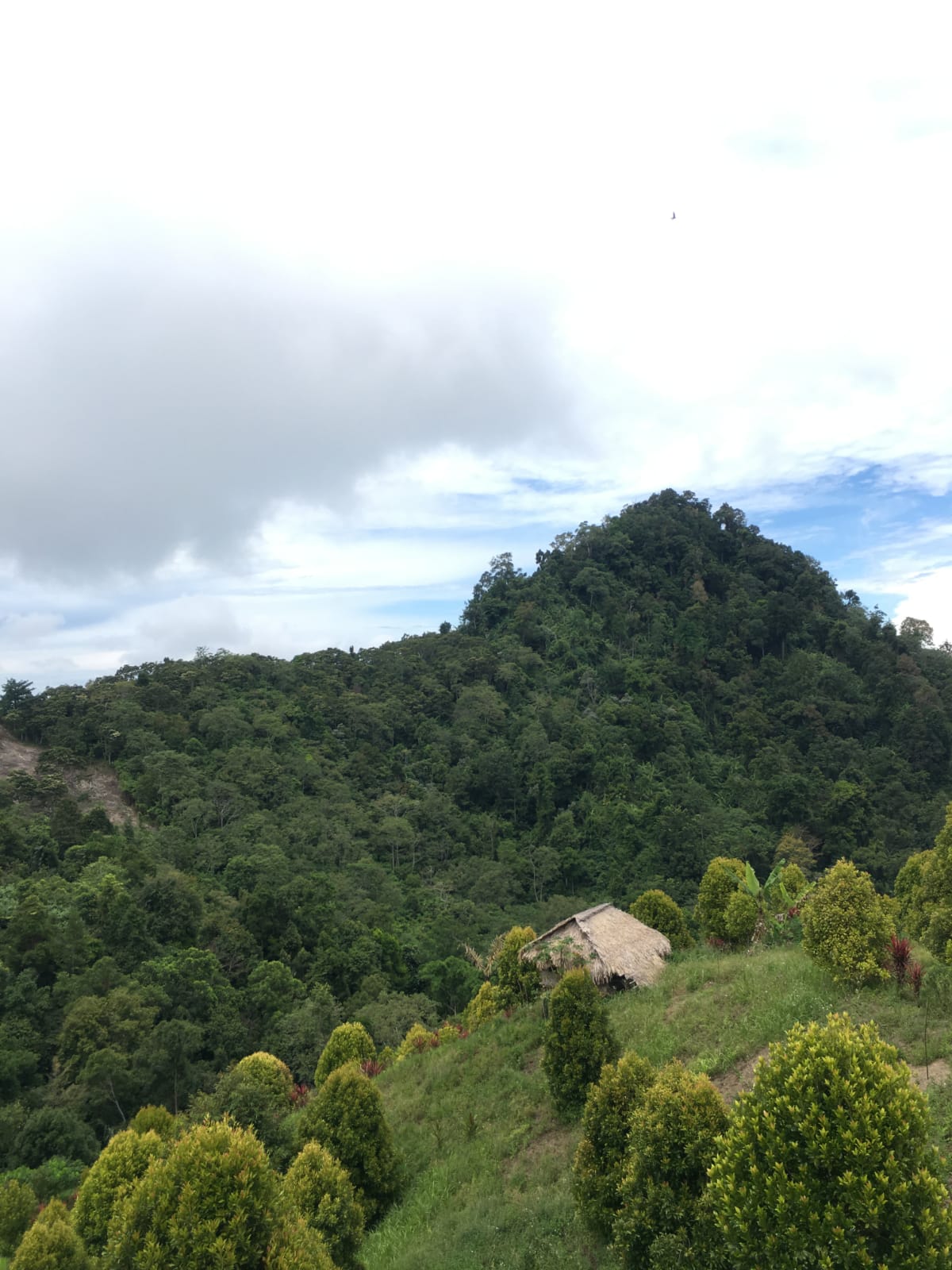 Perkebunan Dusun Waolo