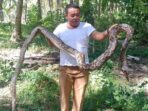 Ular Piton Terpaksa Dibunuh Usai Lukai Warga di Gorontalo