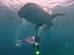 Komunitas Penyelam Peringati Hari Patriotik 23 Januari di Lokasi Wisata Hiu Paus