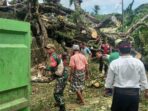 Pohon Berusia Ratusan Tahun Tumbang Timpa Pura Puseh