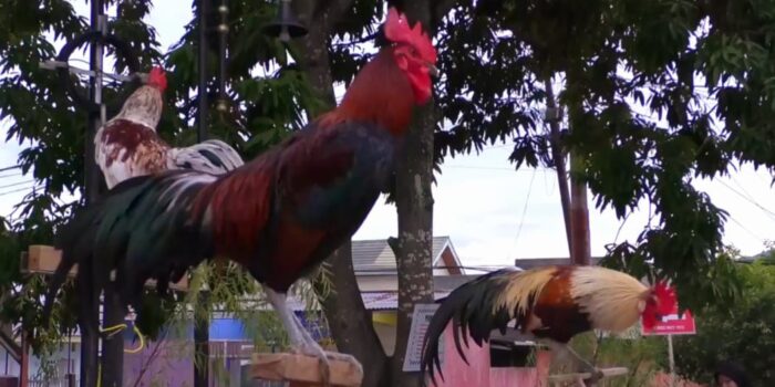 Setiap Minggu ada Pertunjukan Ayam Ketawa di Kota Gorontalo
