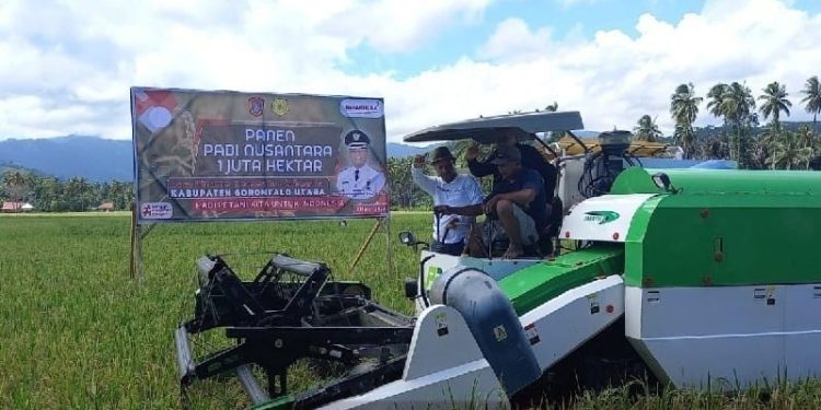 Panen Padi
