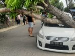Pohon Tumbang Timpa Mobil di JDS Kota Gorontalo