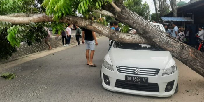 Pohon Tumbang Timpa Mobil di JDS Kota Gorontalo
