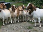 Kawanan Remaja Maling Ternak di Gorontalo, Ngaku Curi 28 EKor Kambing