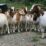 Maling Kambing