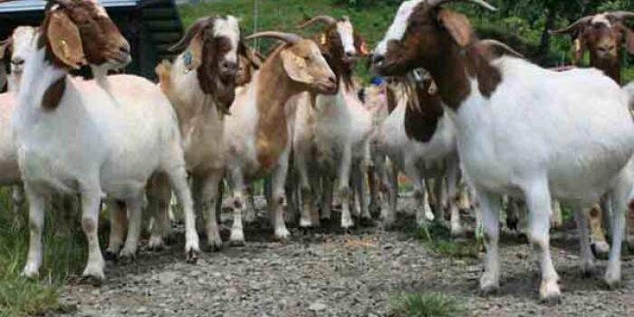 Kawanan Remaja Maling Ternak di Gorontalo, Ngaku Curi 28 EKor Kambing
