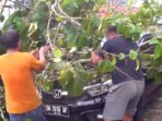 Angin Kencang Sebabkan Pohon Tumbang, Timpa Mobil di Gorontalo