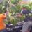 Pohon Tumbang Gorontalo