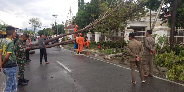 Sejumlah Pohon di Kota Gorontalo Tumbang, Termasuk Depan Rudis Wagub