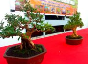 RUBI Gorontalo Gelar Display Berbagai Jenis Tanaman Bonsai