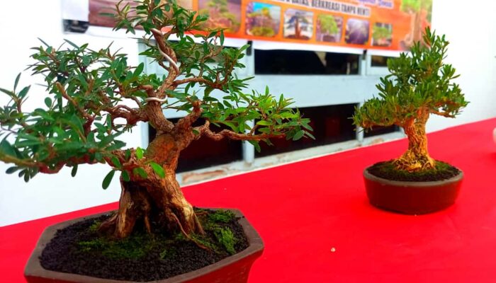 RUBI Gorontalo Gelar Display Berbagai Jenis Tanaman Bonsai