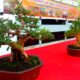 Tanaman Bonsai