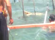 Buaya 3 Meter Masuk Perangkap Ikan di Gorontalo Utara
