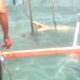 Buaya Gorontalo