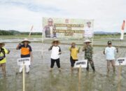 Cegah Stunting, Pemda Gorut Arahkan Petani Tanam Padi