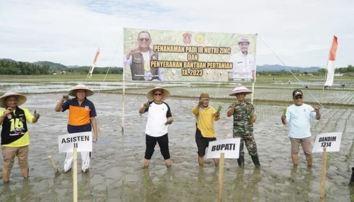 Cegah Stunting, Pemda Gorut Arahkan Petani Tanam Padi