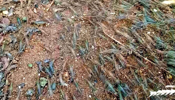 BMKG Sebut Fenomena Udang Naik ke Darat Tak Berkaitan akan Terjadi Bencana