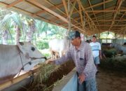 Peternak Sapi Pohuwato Binaan PGP Siap Sediakan Kebutuhan Hewan Kurban