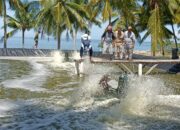 Kembangkan Budidaya Udang Vename, Hamim Pou Ajak Warga Manfaatkan KUR