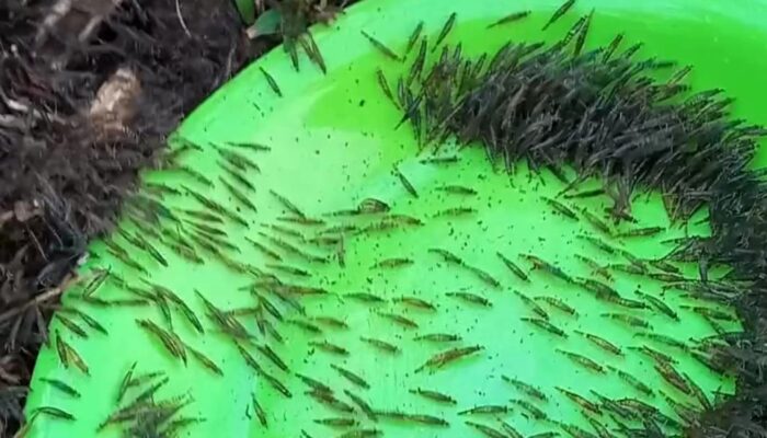 Jutaan Ekor Udang Naik ke Darat Hebohkan Warga Gorontalo