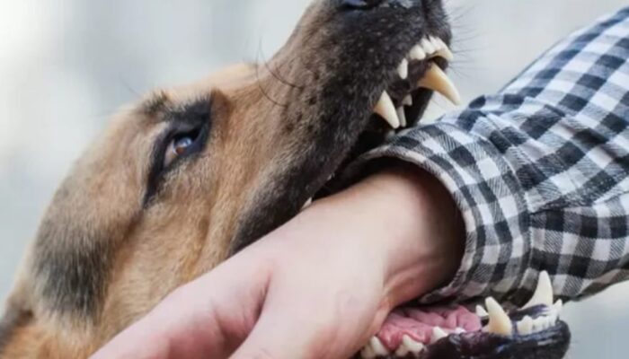 Anjing Serang warga Limboto, Kadis Peternakan: Hewannya Dibunuh Jika Rabies 