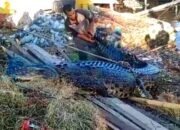 Lagi, Nelayan di Gorontalo Utara Temukan Buaya Terjaring Pukat