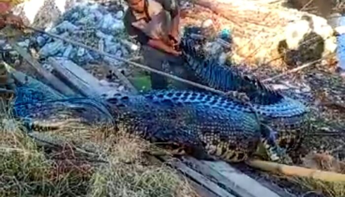Lagi, Nelayan di Gorontalo Utara Temukan Buaya Terjaring Pukat