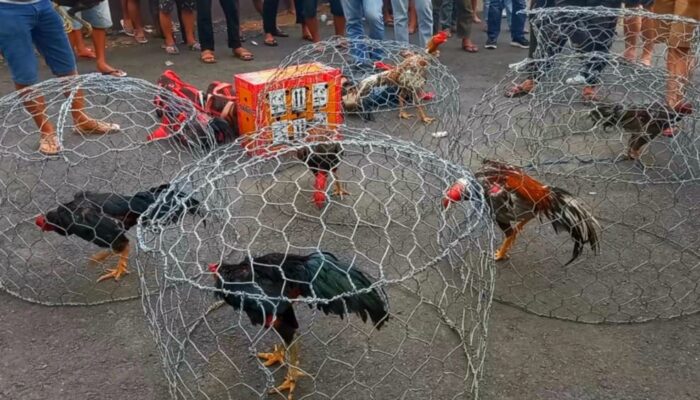 Polresta Gorontalo Kota Tetapkan 11 Tersangka Kasus Judi Sabung Ayam