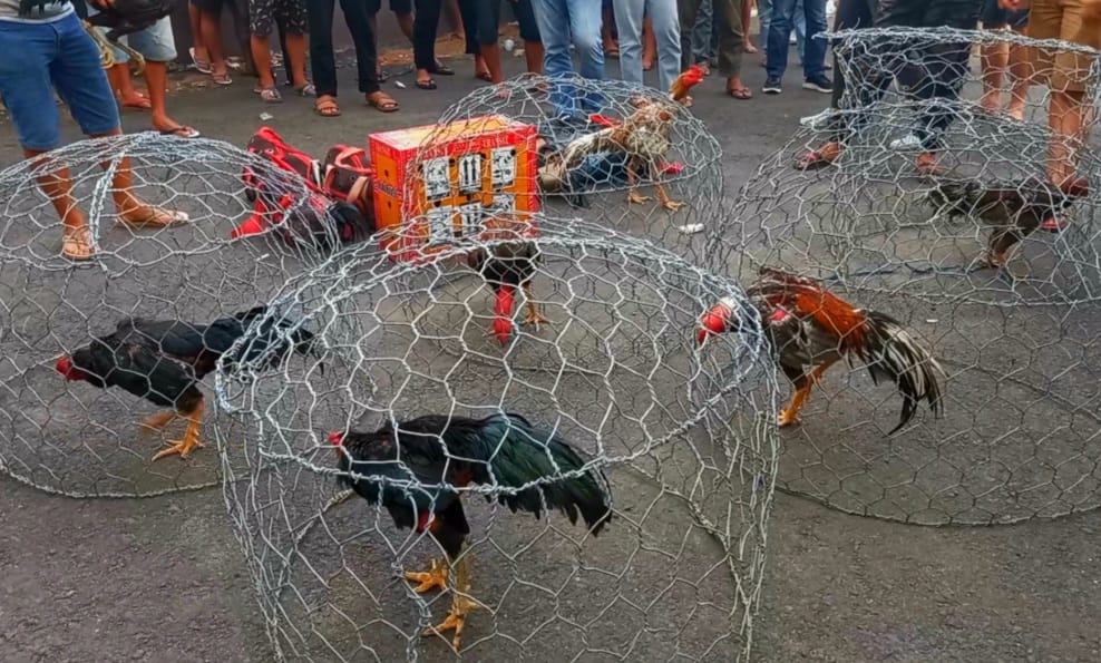 Sabung Ayam Gorontalo