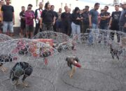 Polisi Gerebek Lokasi Sabung Ayam Terbesar di Gorontalo, 41 Orang Diringkus