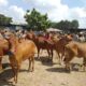 Sapi kurban Idul Adha-2023-dulohupa.id-