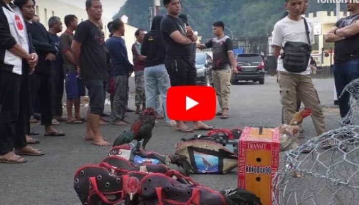 Video Penggerebekan Judi Sabung Ayam Terbesar di Gorontalo