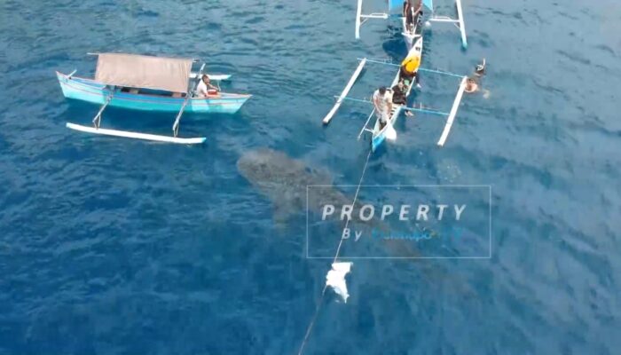 Tidak Benar, Hiu Paus Menghilang di Botubarani karena Dimangsa Paus Orca