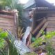 Bayi Tertimpa Pohon Kelapa