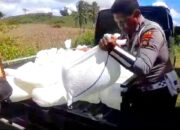 Penyelundupan 1.000 Liter Cap Tikus Digagalkan saat Razia Kendaraan di Gorut