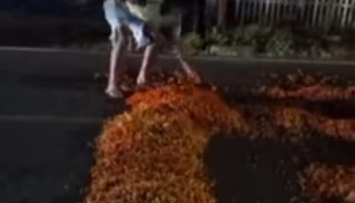 Viral Oknum Polisi Bolmut Buang Cabai milik Pedagang Gorontalo di Jalan