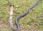 Geger! Seorang Petani di Gorontalo Dipatuk Ular Kobra