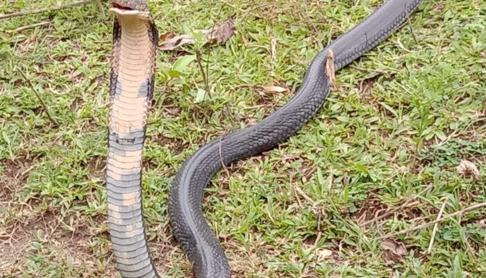 Geger! Seorang Petani di Gorontalo Dipatuk Ular Kobra