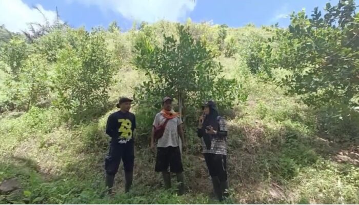 Desa Totopo Gorontalo Jadi Kawasan RHL Agroforestry 