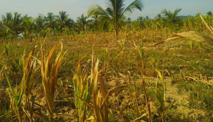 Petani Gorontalo Gagal Panen, Jagung Terpaksa jadi Pakan Ternak
