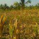 Jagung Gagal Panen