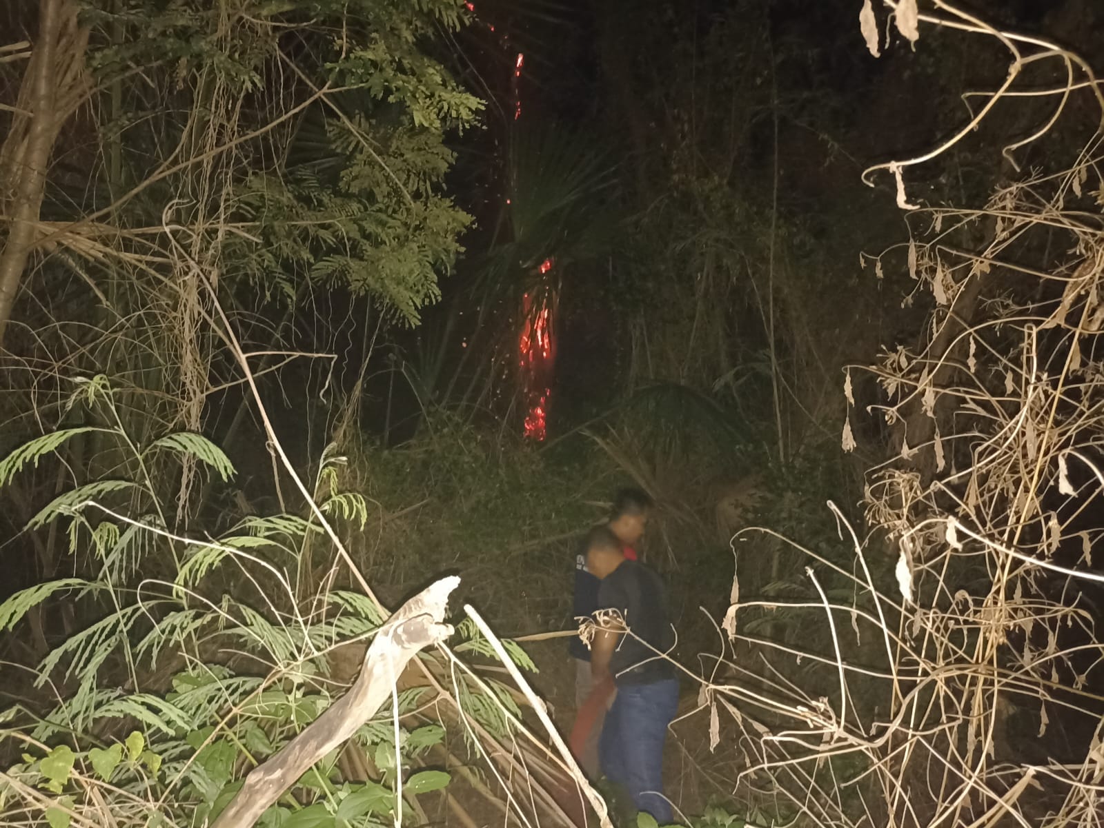 Kebakaran Hutan Marisa