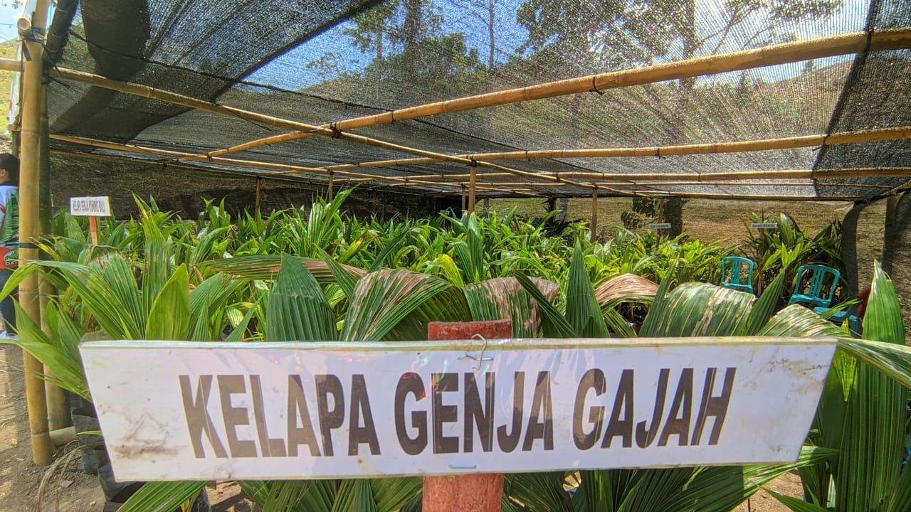 Kelapa genjah