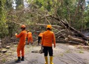 Pohon Besar Tumbang Tutup Ruas Jalan di JDS Gorontalo