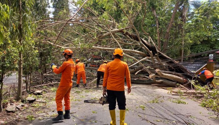 Pohon Besar Tumbang Tutup Ruas Jalan di JDS Gorontalo