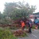 Pohon Tumbang Kota Gorontalo