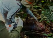 Kematian Satwa Liar di Kawasan TNBNW Diduga Terserang Virus ASF